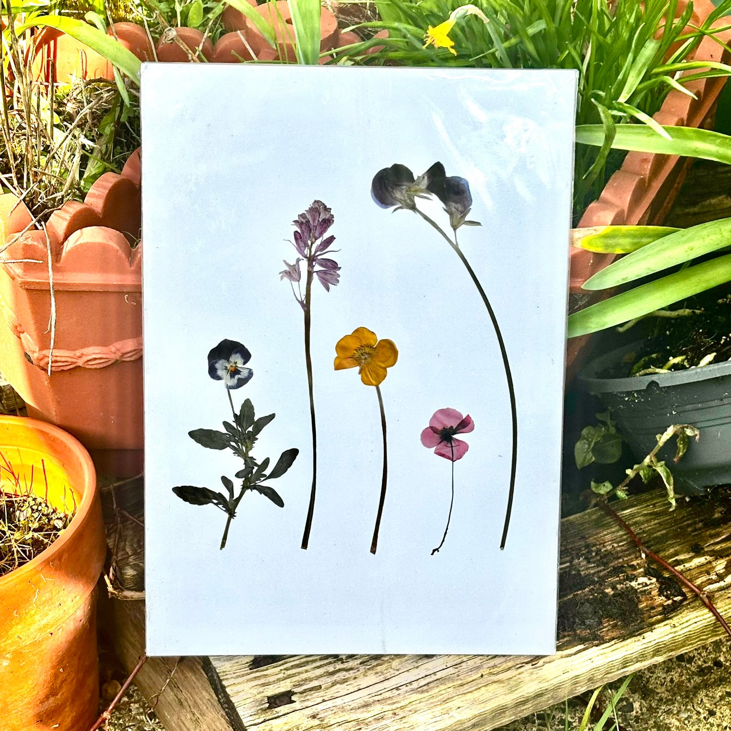Pressed Flower Prints — Limited Release