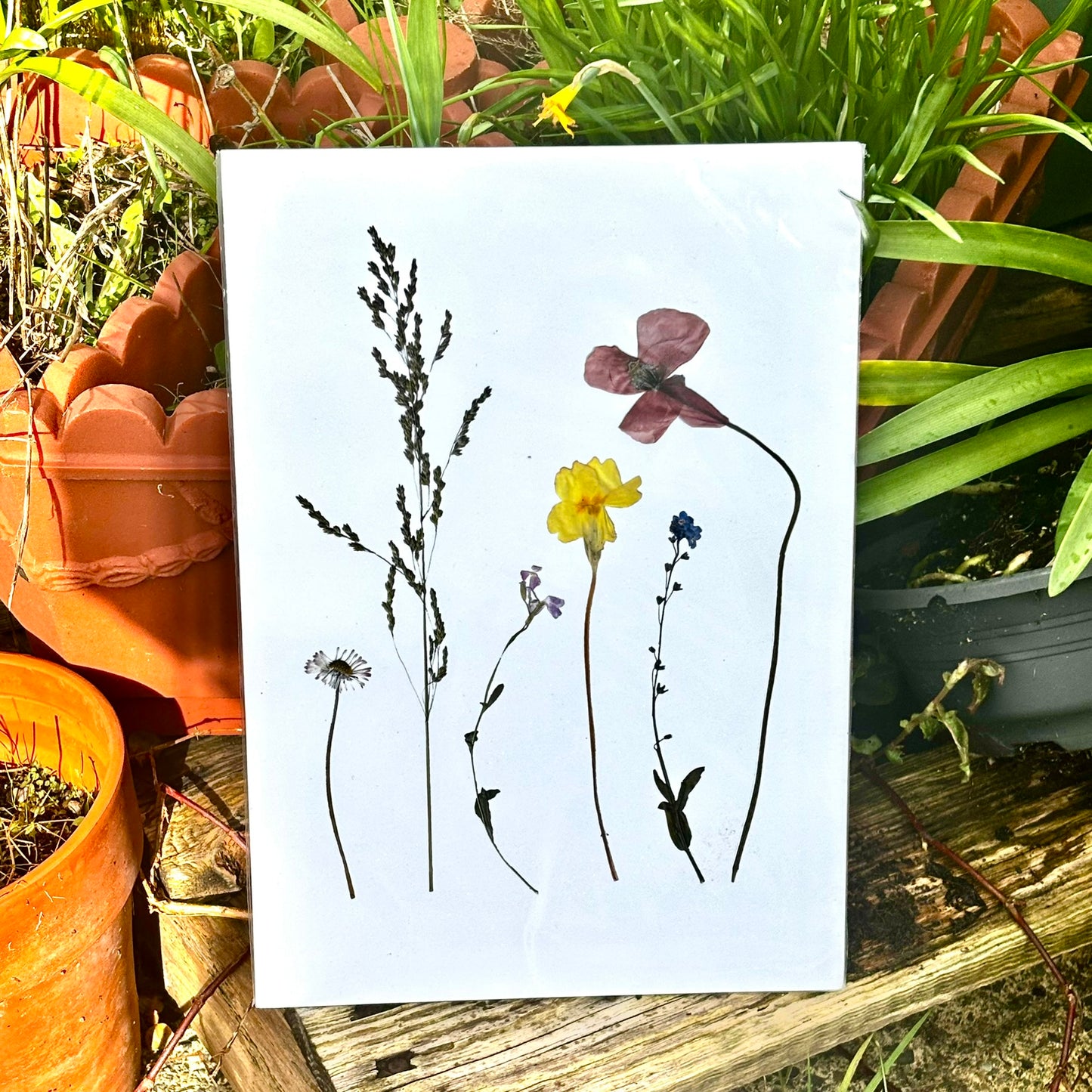 Pressed Flower Prints — Limited Release