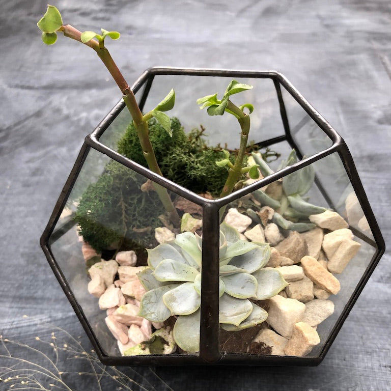 Dodecahedron Terrarium