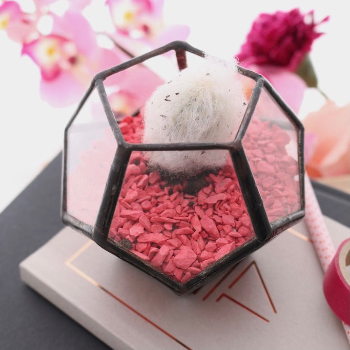 Dodecahedron Terrarium