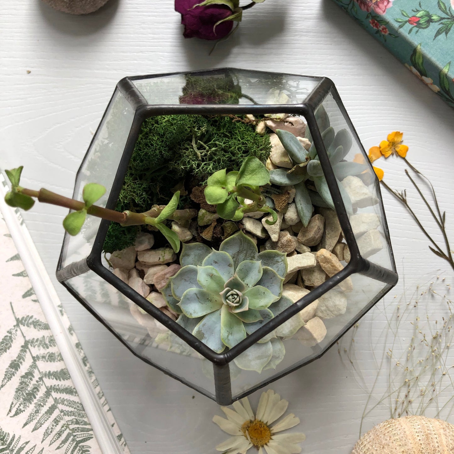 Dodecahedron Terrarium